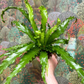 Asplenium antiquum 'Osaka' - Japanese Bird's Nest Fern - Sprouts of Bristol
