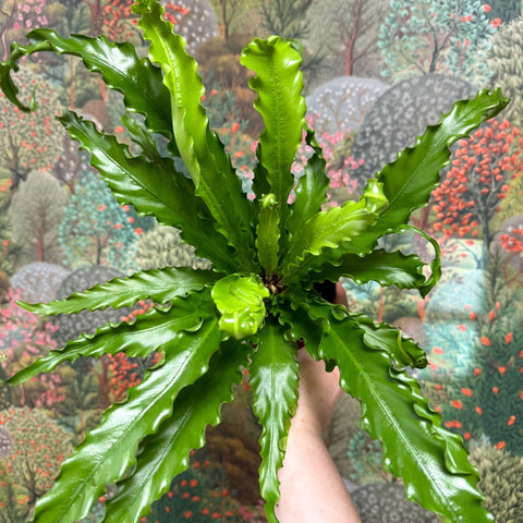 Asplenium antiquum 'Osaka' - Japanese Bird's Nest Fern - Sprouts of Bristol