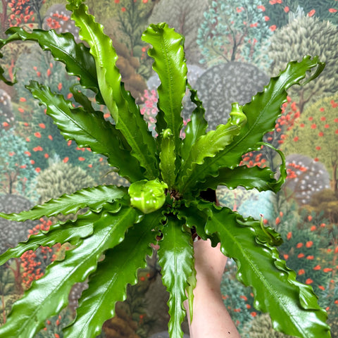 Asplenium antiquum 'Osaka' - Japanese Bird's Nest Fern - Sprouts of Bristol