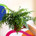 Asplenium parvati - Mother Fern - Sprouts of Bristol