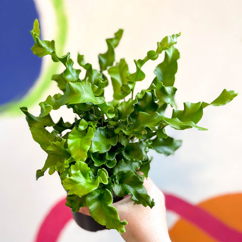 Asplenium scolopendrium - Hart's Tongue Fern [Hardy Evergreen] - Sprouts of Bristol