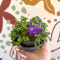 Aubrieta gracilis 'Glacier Blue' - Rock Cress - British Grown Evergreen Perennial Alpine - Sprouts of Bristol
