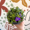 Aubrieta gracilis 'Glacier Blue' - Rock Cress - British Grown Evergreen Perennial Alpine - Sprouts of Bristol