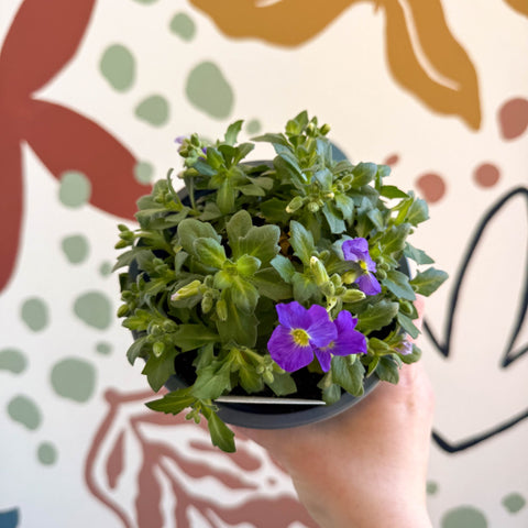 Aubrieta gracilis 'Glacier Blue' - Rock Cress - British Grown Evergreen Perennial Alpine - Sprouts of Bristol