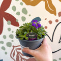 Aubrieta gracilis 'Glacier Blue' - Rock Cress - British Grown Evergreen Perennial Alpine - Sprouts of Bristol