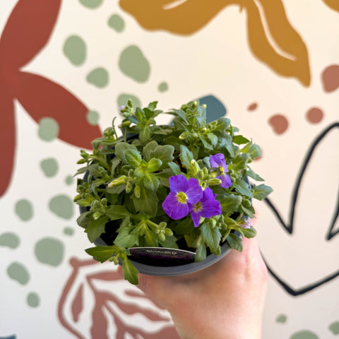 Aubrieta gracilis 'Glacier Blue' - Rock Cress - British Grown Evergreen Perennial Alpine - Sprouts of Bristol