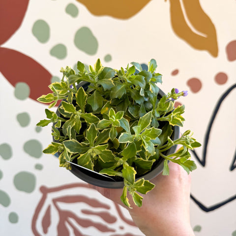 Aubrieta 'Silberrand' - Rock Cress - British Grown Evergreen Perennial Alpine - Sprouts of Bristol