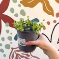 Aubrieta 'Silberrand' - Rock Cress - British Grown Evergreen Perennial Alpine - Sprouts of Bristol