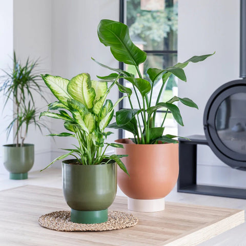 Austin Dual Colour Metal Planters - Sprouts of Bristol