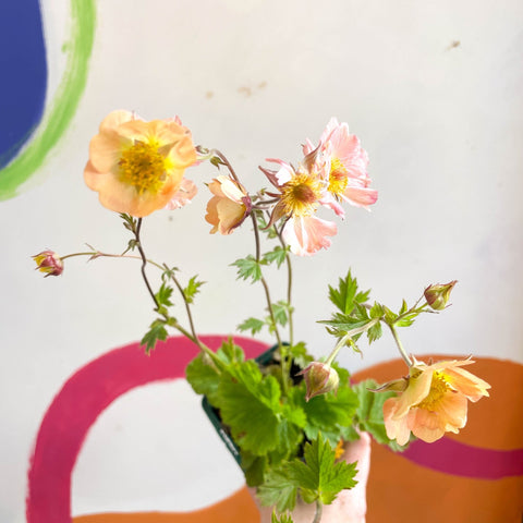 Avens - Geum chiloense 'Flames of Passion' - Cotswold Grown Herbaceous Perennial - Sprouts of Bristol
