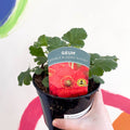 Avens - Geum 'Double Blazing Sunset' - British Grown Herbaceous Perennial - Sprouts of Bristol
