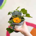Avens - Geum 'Sunrise' - British Grown Herbaceous Perennial - Sprouts of Bristol