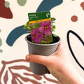 Bacopa 'Baristo® Giga Rose' - Sutera diffusus - British Grown - Sprouts of Bristol