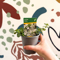 Bacopa 'Baristo® Snowflake' - Sutera diffusus - British Grown - Sprouts of Bristol