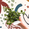 Bacopa 'Baristo® Snowflake' - Sutera diffusus - British Grown - Sprouts of Bristol