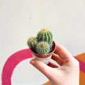 Balloon Cactus - Notocactus warasii - Sprouts of Bristol