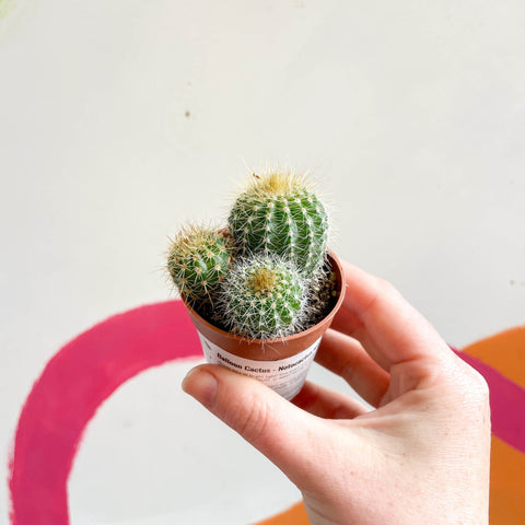 Balloon Cactus - Notocactus warasii - Sprouts of Bristol