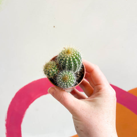 Balloon Cactus - Notocactus warasii - Sprouts of Bristol