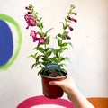 Beard Tongue - Penstemon 'Partybells Violet' - British Grown Perennial - Sprouts of Bristol