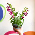 Beard Tongue - Penstemon 'Partybells Violet' - British Grown Perennial - Sprouts of Bristol
