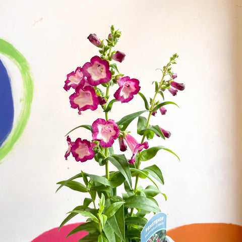 Beard Tongue - Penstemon 'Partybells Violet' - British Grown Perennial - Sprouts of Bristol