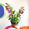 Beard Tongue - Penstemon 'Partybells Violet' - British Grown Perennial - Sprouts of Bristol