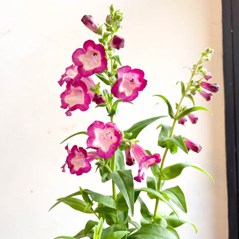 Beard Tongue - Penstemon 'Partybells Violet' - British Grown Perennial - Sprouts of Bristol