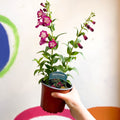 Beard Tongue - Penstemon 'Partybells Violet' - British Grown Perennial - Sprouts of Bristol