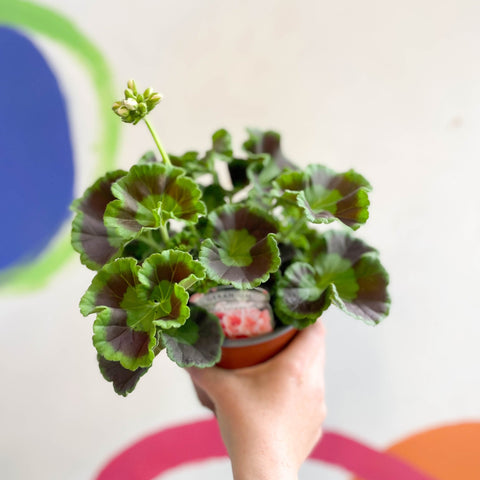 Bedding Geranium - Pelargonium interspecific ‘Smart Lenja Salmon’ - Sprouts of Bristol
