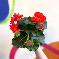 Bedding Geranium - Pelargonium interspecific ‘Tango Orange’ - Sprouts of Bristol