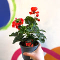 Bedding Geranium - Pelargonium interspecific ‘Tango Orange’ - Sprouts of Bristol