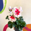 Bedding Geranium - Pelargonium interspecific ‘Tango White Splash’ - Sprouts of Bristol