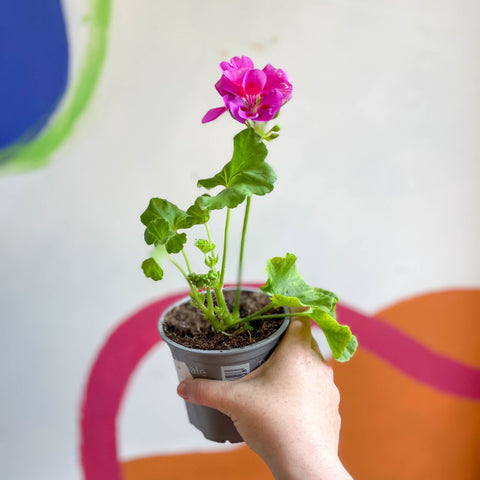Bedding Geranium - Pelargonium zonale 'Cerise' - Sprouts of Bristol