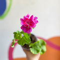 Bedding Geranium - Pelargonium zonale 'Cerise' - Sprouts of Bristol