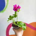 Bedding Geranium - Pelargonium zonale 'Cerise' - Sprouts of Bristol