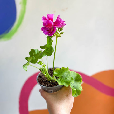 Bedding Geranium - Pelargonium zonale 'Cerise' - Sprouts of Bristol