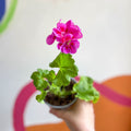 Bedding Geranium - Pelargonium zonale 'Cerise' - Sprouts of Bristol