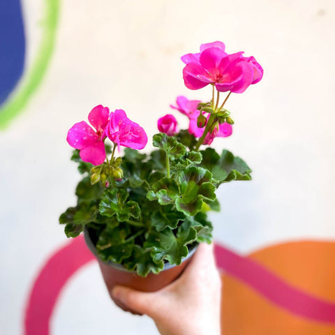 Bedding Geranium - Pelargonium zonale 'Trend Lilac' - British Grown - Sprouts of Bristol