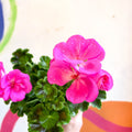 Bedding Geranium - Pelargonium zonale 'Trend Lilac' - British Grown - Sprouts of Bristol