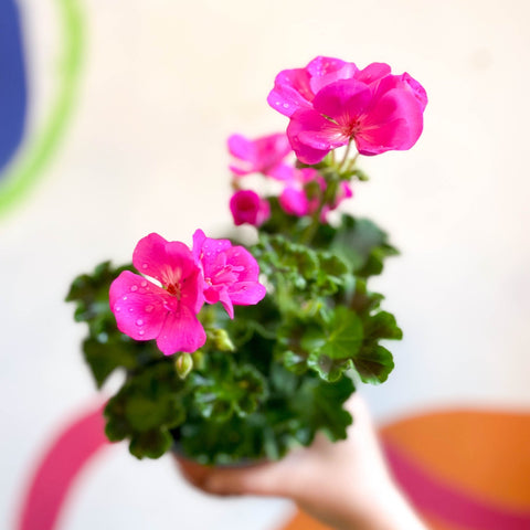 Bedding Geranium - Pelargonium zonale 'Trend Lilac' - British Grown - Sprouts of Bristol