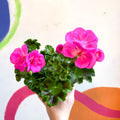 Bedding Geranium - Pelargonium zonale 'Trend Lilac' - British Grown - Sprouts of Bristol