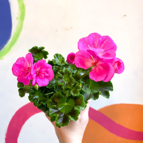 Bedding Geranium - Pelargonium zonale 'Trend Lilac' - British Grown - Sprouts of Bristol