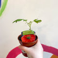 Beefsteak Tomato (Cordon) - Solanum lycopersicum 'Gigantomo' F1 - British Grown - Sprouts of Bristol