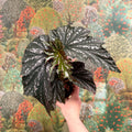 Begonia ‘Aiai’ – Rex Begonia - Sprouts of Bristol