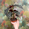 Begonia ‘Aiai’ – Rex Begonia - Sprouts of Bristol