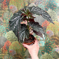 Begonia ‘Aiai’ – Rex Begonia - Sprouts of Bristol