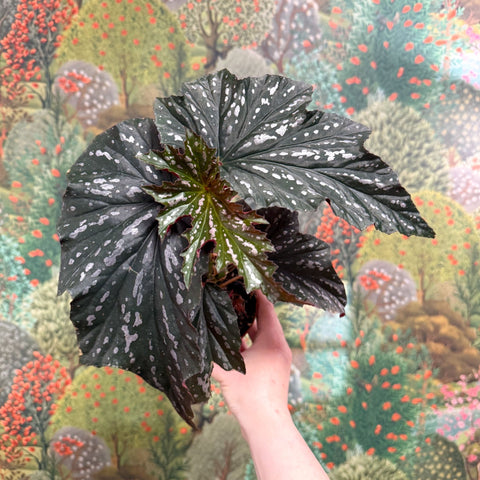 Begonia ‘Aiai’ – Rex Begonia - Sprouts of Bristol