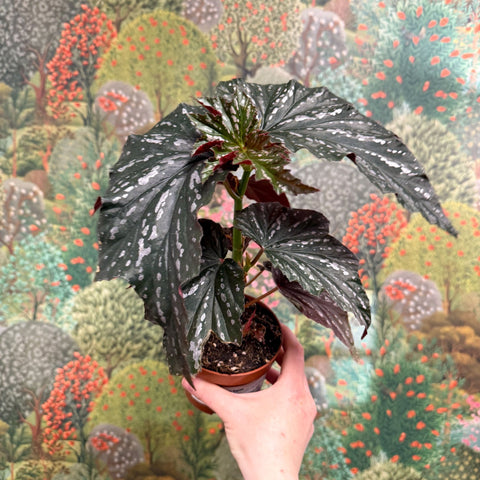 Begonia ‘Aiai’ – Rex Begonia - Sprouts of Bristol