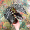 Begonia ‘Aiai’ – Rex Begonia - Sprouts of Bristol