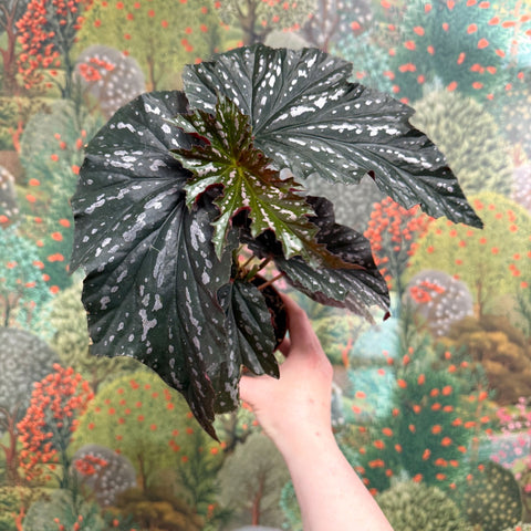 Begonia ‘Aiai’ – Rex Begonia - Sprouts of Bristol